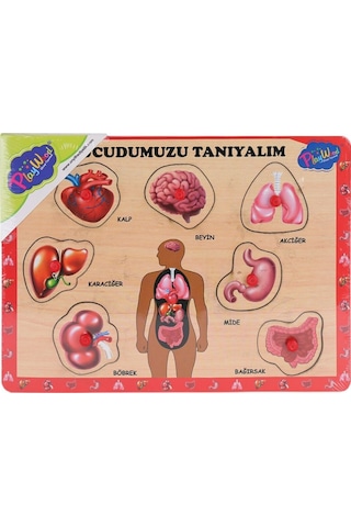 Ony-287 288 Ahşap Tutmalı Vücumuzu Tanıyalım -