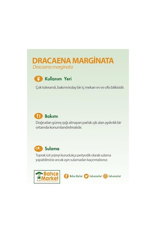 Dracaena Marginata 2 Gövdeli Yeşil