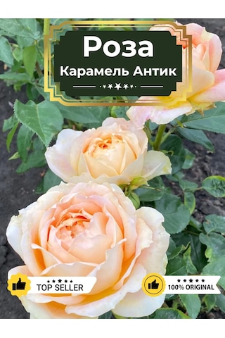 Dream Roses Antik Karamel Gül Fidanı 146358581