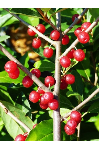 Bahçevilya Güz Yemişi Fidanı 2 Yaşında Tüplü