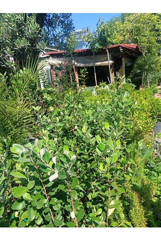 Yeşil Deniz Fidancılık Tüplü Kaymak Ağacı Fidanı 50-100 Cm