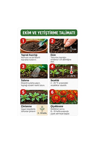 Sunagri Karagöz Kadife Çiçeği Tohumu Saksı Bahçe Bordür Yetiştiriciliğine Uygun 40 Adet