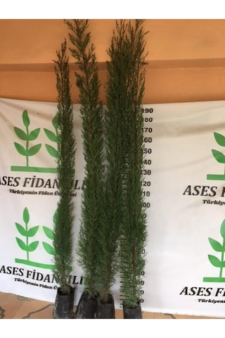 4 ADET 200 CM ÜSTÜ KARA SELVİ FİDANI