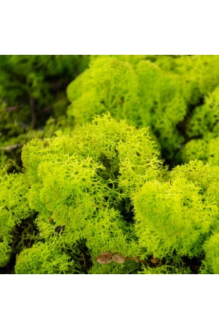 Trend Bahçe Reindeer Moss Lime Green Şoklanmış Norveç Yosunu 4 KG