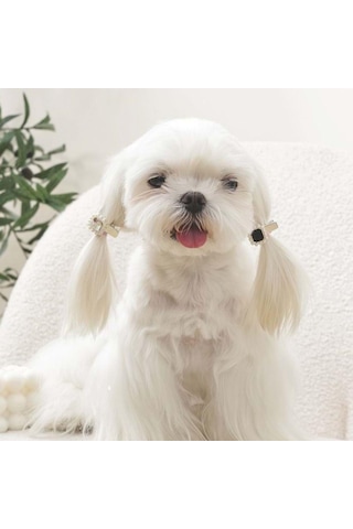 M-pets Glam Taşlı İncili Kedi Ve Köpekler İçin Aksesuar Toka Siyah Gri Pembe