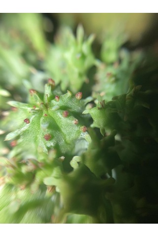 Zevli Ateliera El Yapımı Beton Saksı + Canlı Sukulent & Kaktüs Koleksiyonu Antrasit, Geo, Euphorbia Submammillaris Var. Pfersdorfii