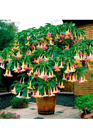 Karışık Renk Datura Tohumu 10 Adet