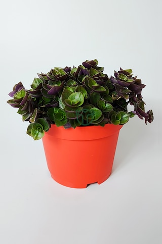 Callisia Repens Turtle Vine Dekoratif Sarkan Ev Bitkisi