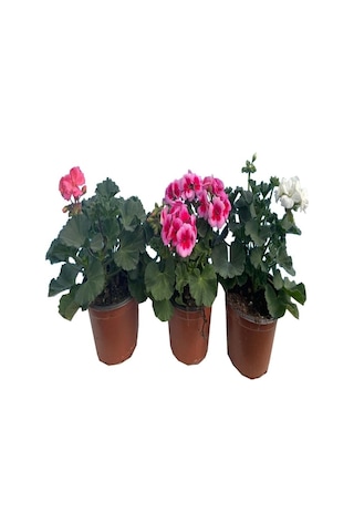 Sardunya Çiçeği Fidanı 10-20 Cm