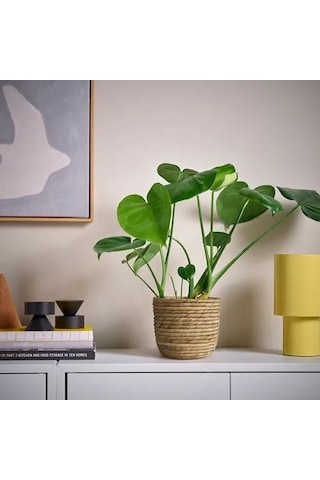 Ikea Sandödla Rattan Saksı , Su Sümbülü, 15 Cm -