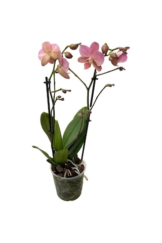 Phalaenopsis 'treviso' Pembe Orkide Ø12 Cm 45-50 Cm