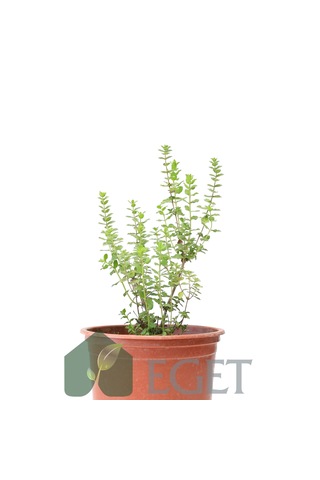 Eget İzmir Bilyalı Kekik Origanum Onites