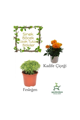 Kokulu Sinek Kovucu Bitki Seti Fesleğen+turuncu Kadife Çiçeği 10-20cm Boylarında