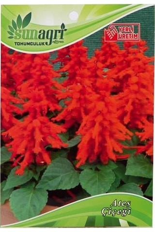 Ateş Çiçeği Tohumu-2995