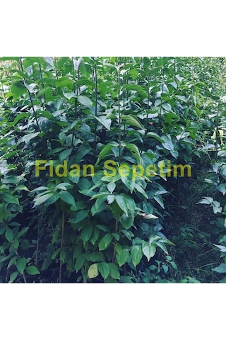 3 Yaş Aşılı Kızılcık Fidanı