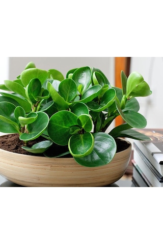 Peperomia & Alacalı Kauçuk & Starliçe