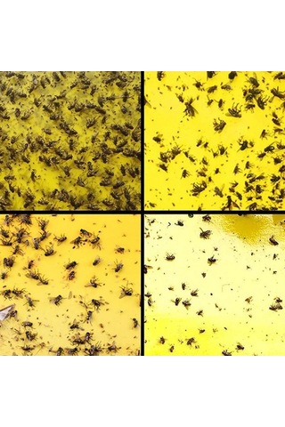 Zyzqstore 100 Adet Güçlü Meyve Sineği Tuzağı, Böcek Sarı Yapışkanlı Farklı Renklerde, 30-100 Adet