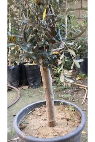 SAKSIDA YARI BODUR 7-10 KUTUR GEMLİK ZEYTİN FİDANI 4-5 YAŞ 50-70 CM BOY