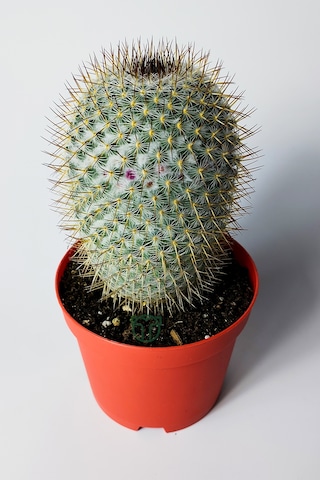 Mammillaria Haageana Koleksiyonluk Çok Dikenli Kaktüs 8.5 Cm