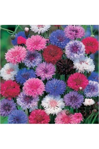 Kontur Çiçeği Tohumu Çiçek Tohumu 10 Adet Tohum