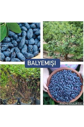 Bal Yemişi Fidanı 2 Adet