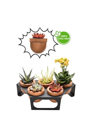 Halohope Metal Stantlı 5'li Skulent Saksısı Siyah Saksılık