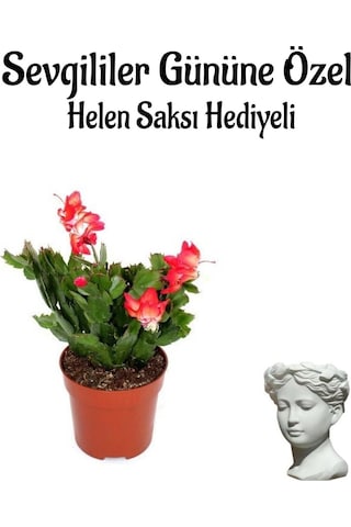 Anneler Gününe Özel Kırmızı Renk Yılbaşı Çiçeği Helen Saksı Hediyeli