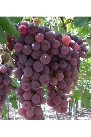 Al Üzüm Red Globe Üzüm Fidanı 60-100 Cm Tüplü