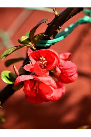Yörük Gelini Japanese Quince Bol Çiçekli Süs Bitkisi Aşılı Meyve Fidanı