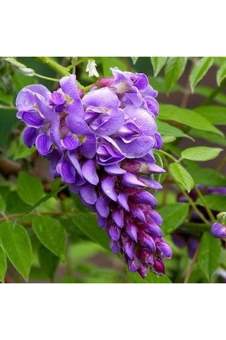 Mor Salkım Fidanı 2 yaş