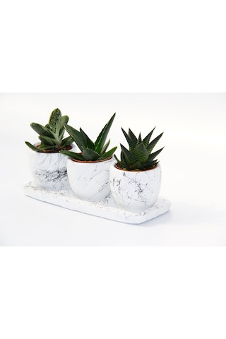 Trio Beyaz Sukulent Seti - Haworthia. Gasteria. Aloe Ferox
