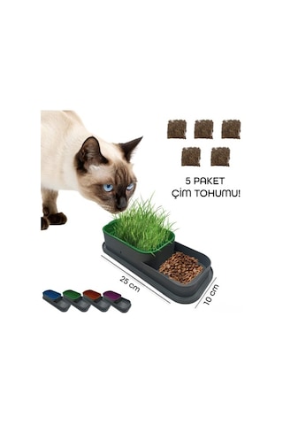 Topraksız Kedi Çimi Kabı