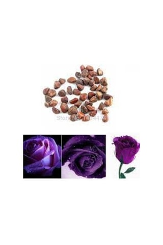 20 Adet Tohum Nadir Bulunan Mor Gül Tohumu Saksı Toprak