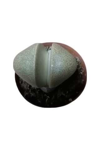 Serada Decor Plant Pleiospilos Nelii Lithops Beyaz Çiçek Açan Taş Kaktüs Yaşayan Taşlar