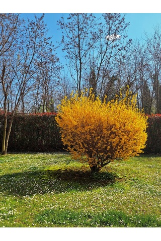Tüplü Altın Çanağı Fidanı Forsythia Intermedia - Sarı Çiçekli Erken Bahar Açan Süs Çalısı