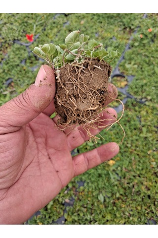 Fare Kulağı Dichondra Repens