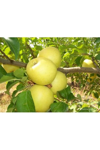Golden Elma Fidanı Aşılı - 2 Yaş Tüplü 80-100 Cm
