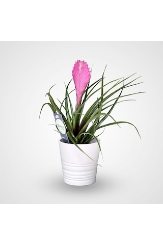 Hava Bitkisi (Tillandsia) Airplant