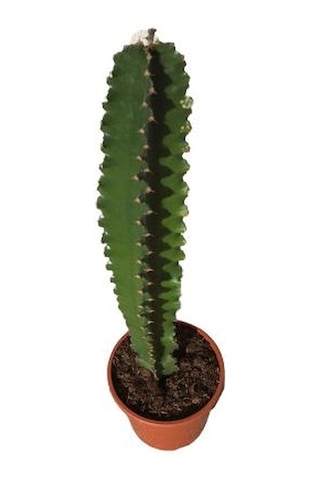 Euphorbia İngens -kovboy Kaktüs 75-80 Cm