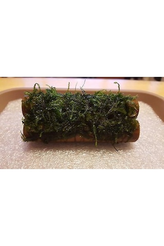 Moss Kamışa Tutturulmuş Karides Yuvası Ve Üretim Kamışı