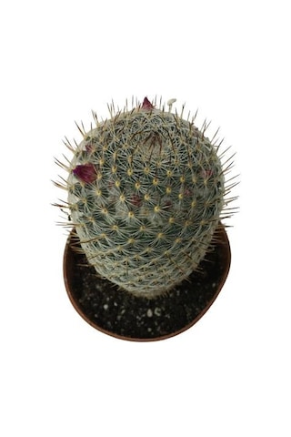 Çiçek Açan Kaktüs Mammillaria 8,5 Cm'lik Saksıda