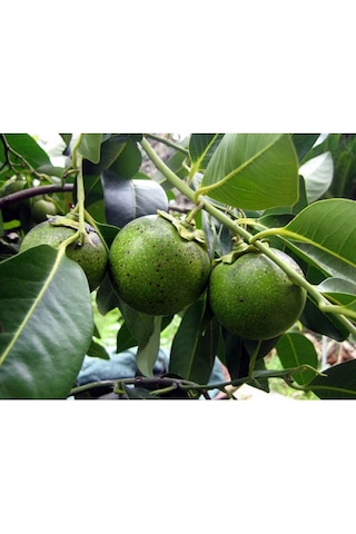 Black Sapote 3 Yaş 35 Cm