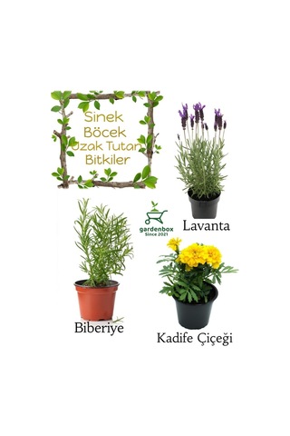 Sinek Böcek Kovucu Bitki Seti Lavanta+biberiye+sarı Kadife Çiçeği 10-20cm Boylarında