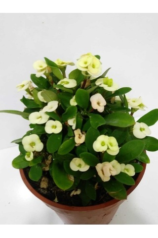 Beyaz Dikenler Tacı Euphorbia Milii