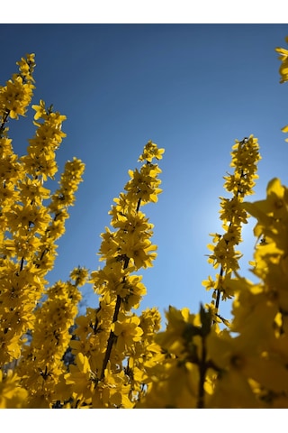 Tüplü Altın Çanağı Fidanı Forsythia Intermedia - Sarı Çiçekli Erken Bahar Açan Süs Çalısı Tüplü Altın Çanağı Fidanı Forsythia Intermedia - Sarı Çiçekli Erken Bahar Açan Süs Çalısı
