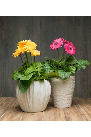 Saksılık Karışık Gerbera Çiçeği Tohumu Ekim Seti 5 Tohum Çiçek Tohumu Saksı Toprak Kombin