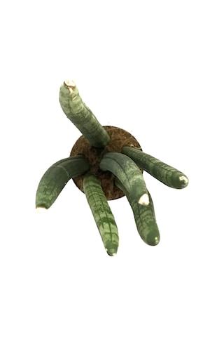 Sansevieria Cylindrica (Paşa Kılıcı)  Ø8,5 CM Y15-20 CM