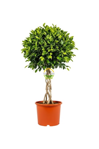 Ficus Benjamin Bitkisi Kafes Örgülü 120-140cm