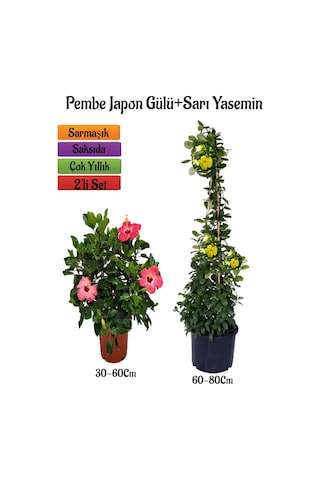 Çok Avantajlı Pembe Renk Japon Gülü Çiçeği+sarı Yasemin Çiçeği Fidanı 2'li Bahçe Peyzaj Seti
