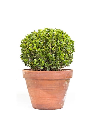 Peyzaj Bitkisi Şimşir Çalısı Buxus